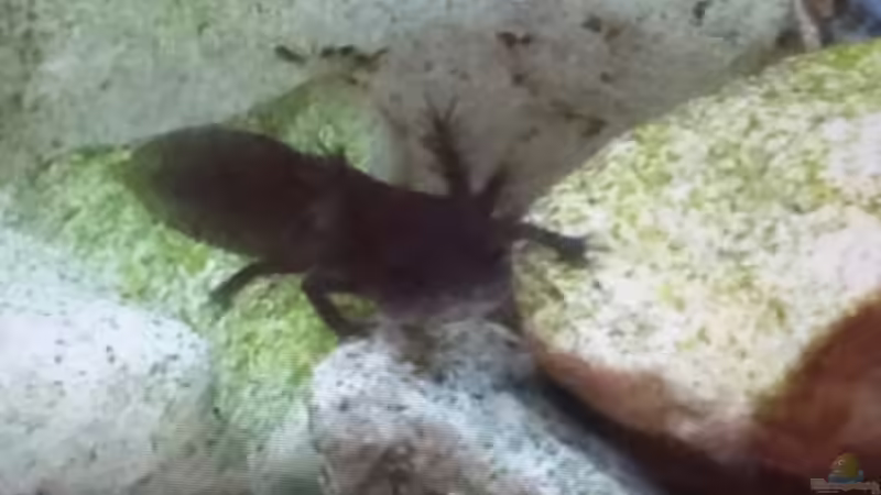 2 feuerbauchmolch kinder im frühen stadium (zum ersten mal Nachwuchs, verschwinden von Ceylon (15)