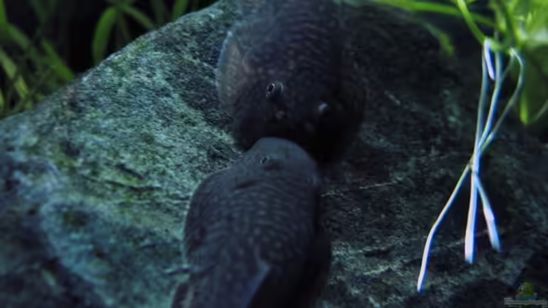 2 Flossensauger beim Knutschen von Arami Gurami (23)