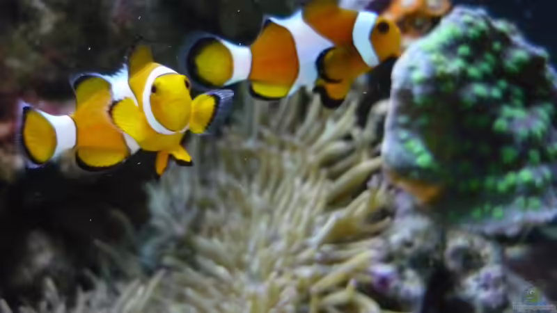 2 freche Bären von Red ( Jürgen ) (26)