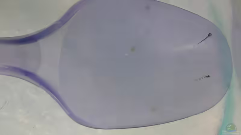 2 frischgeschlüpfte Praecöxe von Der Analyst (24)