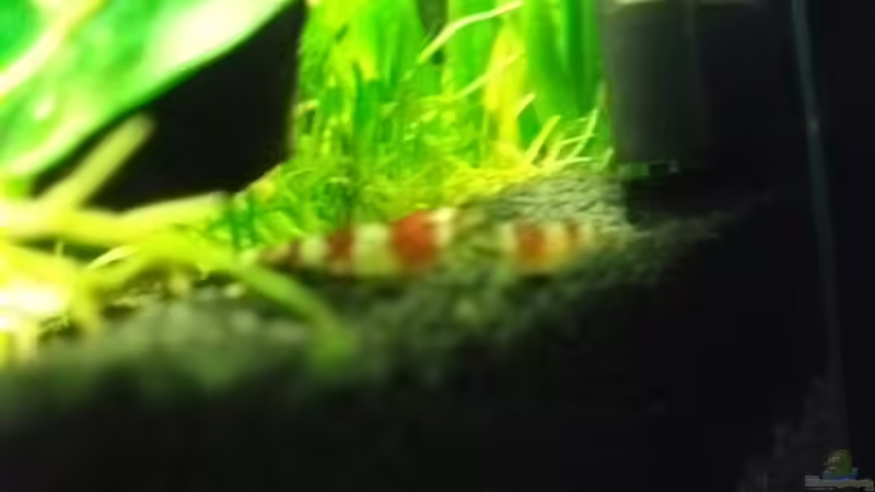 2 Garnelis von sandybunny (18)