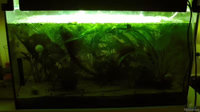 2 Gesellschaftsbecken 12.12.09 von Neele (2)