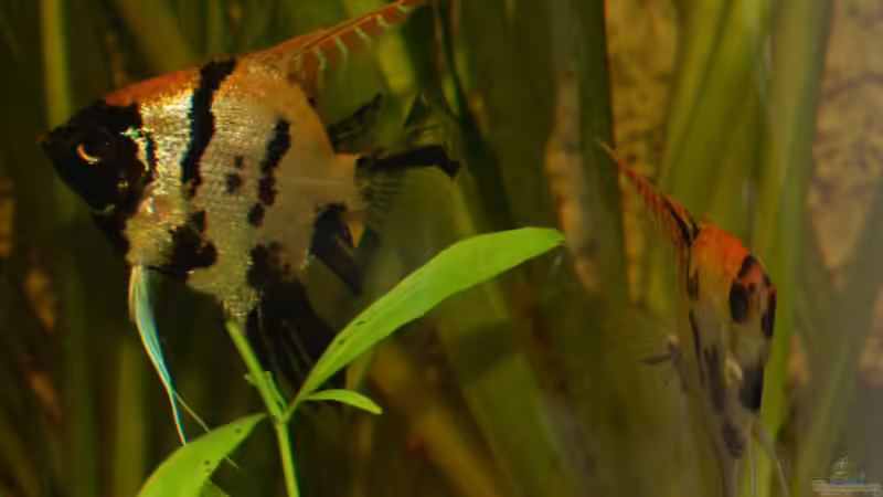 2 Goldkopf Marmor Skalare von AnikaS-B (6)