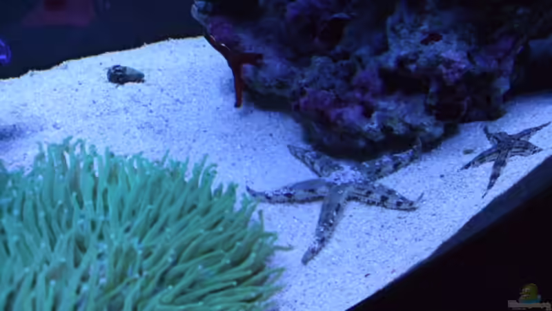 2 grabende Seesterne von Salzeritis (33)