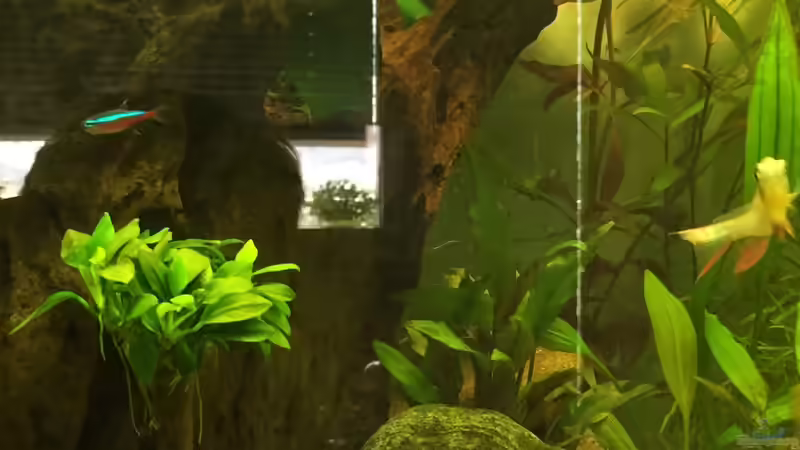 2 grosse Wurzeln von Embasch (15)