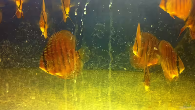 2 Gruppe August von maxarl (44)