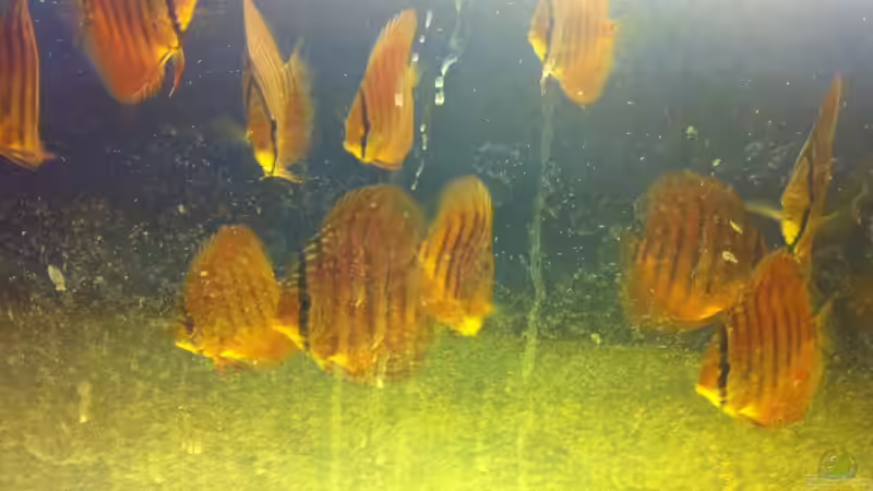 2 Gruppe August von maxarl (46)