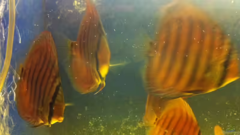 2 Gruppe August von maxarl (48)