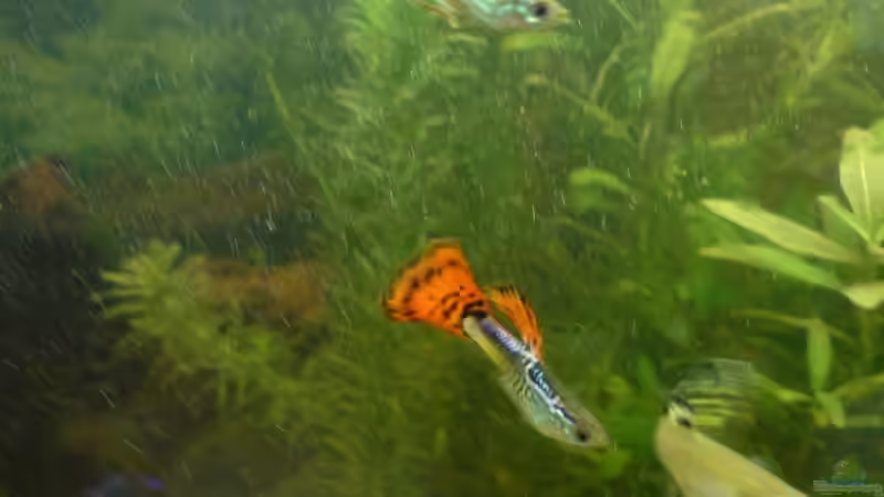 2 Guppy Männchen und 1 Weibchen von Fabbby (13)