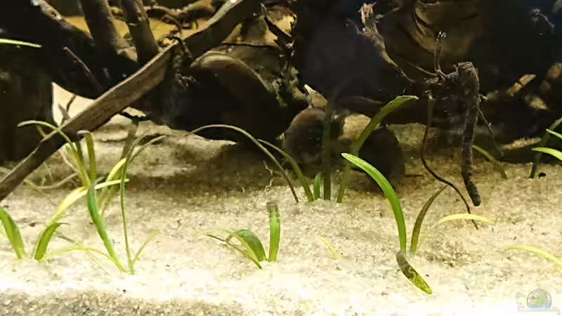 2 gut versteckte Corydoras Aenus. Davor Sagitaria subulata von DennisTheMenis (26)