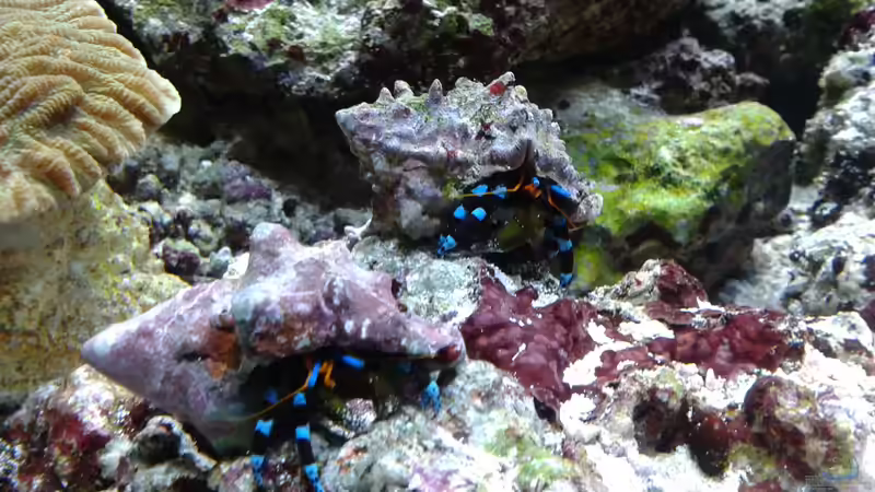 2 Helloweeneinsiedler von Truthahnmann (67)