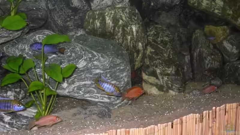 2 jacobfreibergi eureka männchen von magunga rock (9)