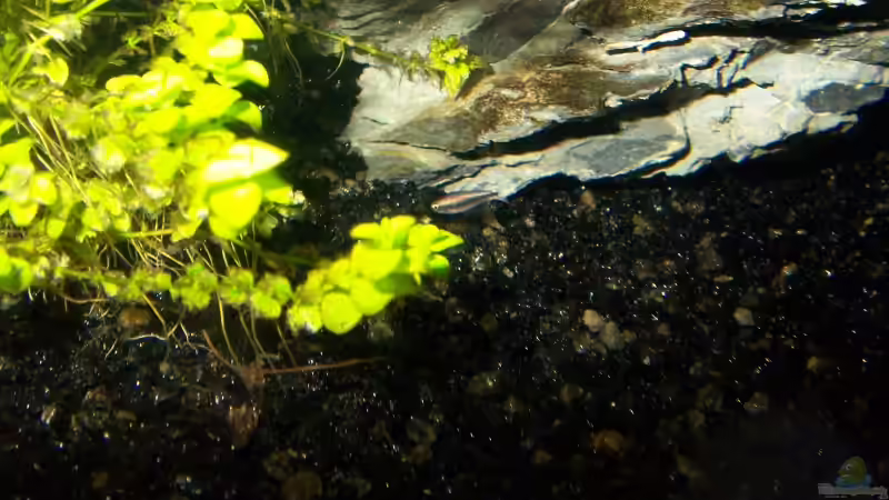 2.Jungtetra von J.Liebold (26)