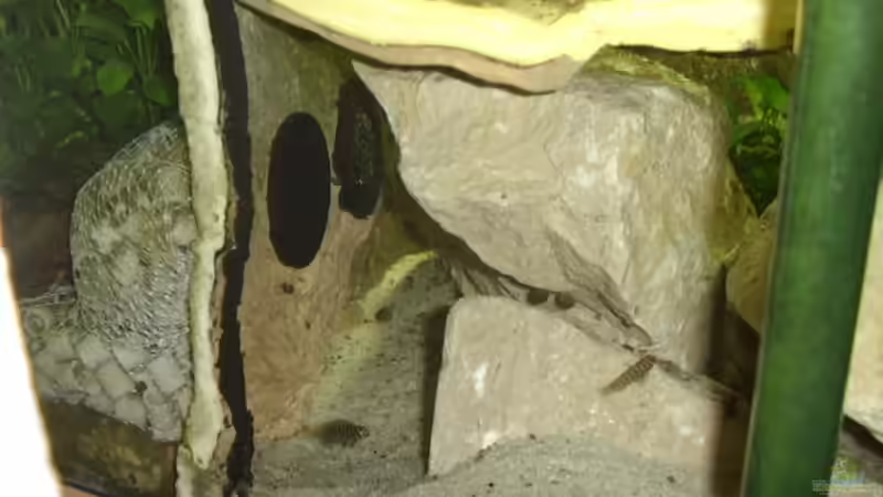 2 Jungtiere vom ersten Nachwuchs von Thomas Kalisch (20)