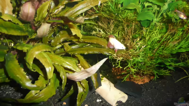 2.Kampffisch W von Aqualady (6)