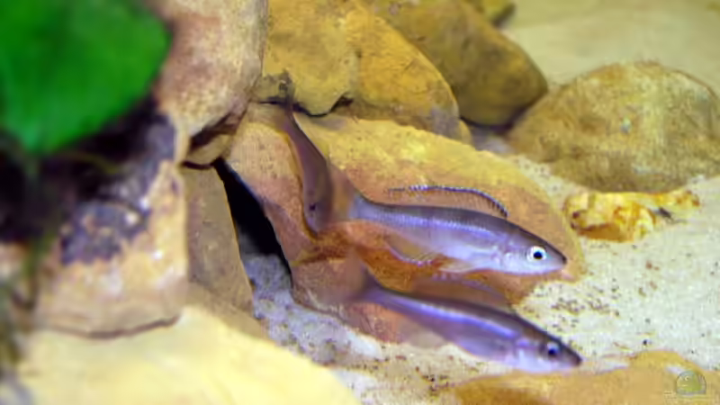 2 kleine Blue Neons von Felix Klett (10)