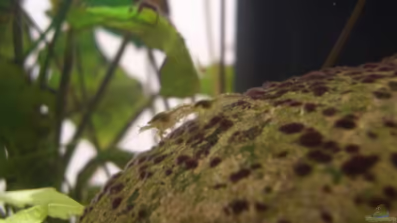 2 kleine Garnelchen von Daniel (12)