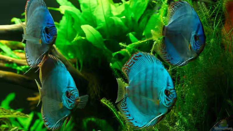 2 Kobalt-Blau und 2 Flächentürkis von Finch (6)