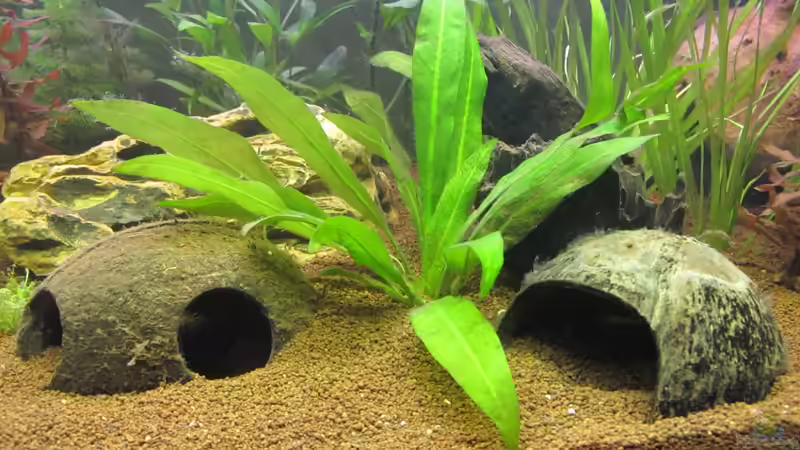 2 Kokoshöhlen von Locke1992 (13)