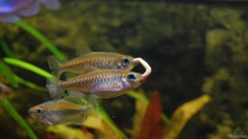 2 Kongo´s die meiner Schwimmwühle gerade den Wurm vor der Nase weggeschnappt haben  von Dennis (24)