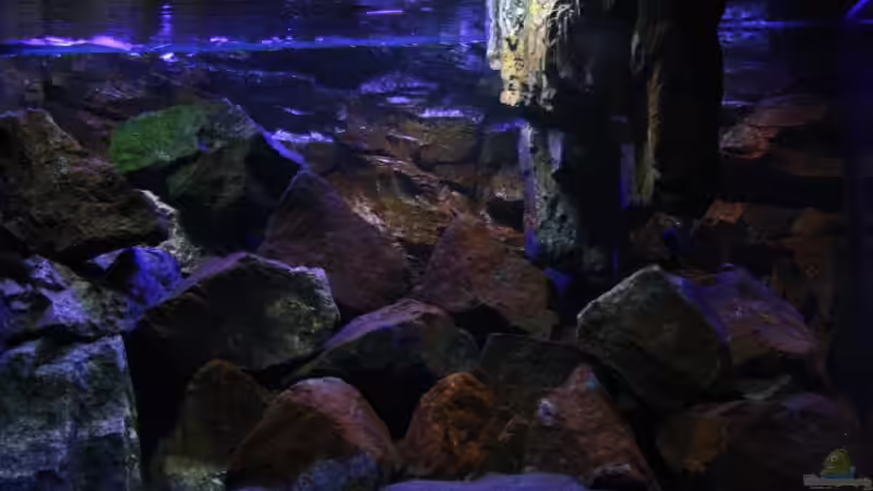 2 künstliche hängende Steine rechts ,dienen als Sichtschutz und Reviergrenze! von Florian Bandhauer (32)