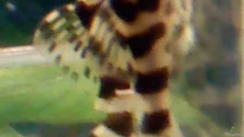 2 L134 WFNZ im Einhängekasten von Mandy Liebig (8)