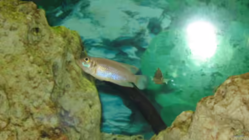 2 Lamprologus Ocellatus Gold von Anja Hermes (5)