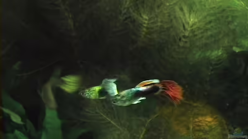 2 männlein die an der gleichen dame interessiert sind...=) von Yasemin Ünsal (5)