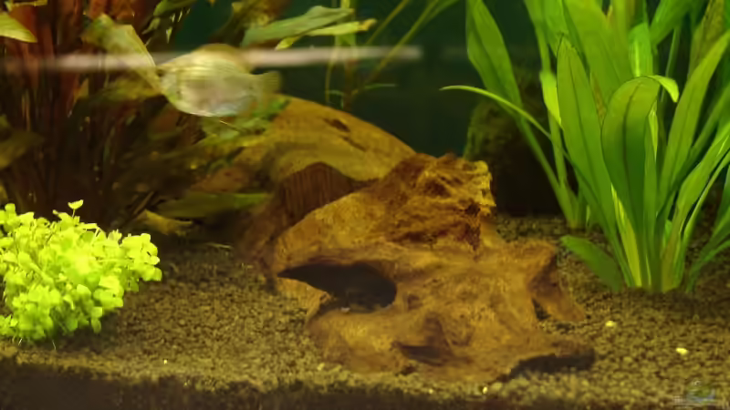 2 Mangrovenwurzeln bilden eine Trennlinie von Denis Aschenbach (6)