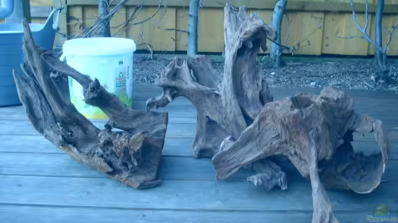 2 Mangrovenwurzeln (hier noch eine in Reserve rechts, diese ist nicht mit ins Becken von nemo0109 (13)