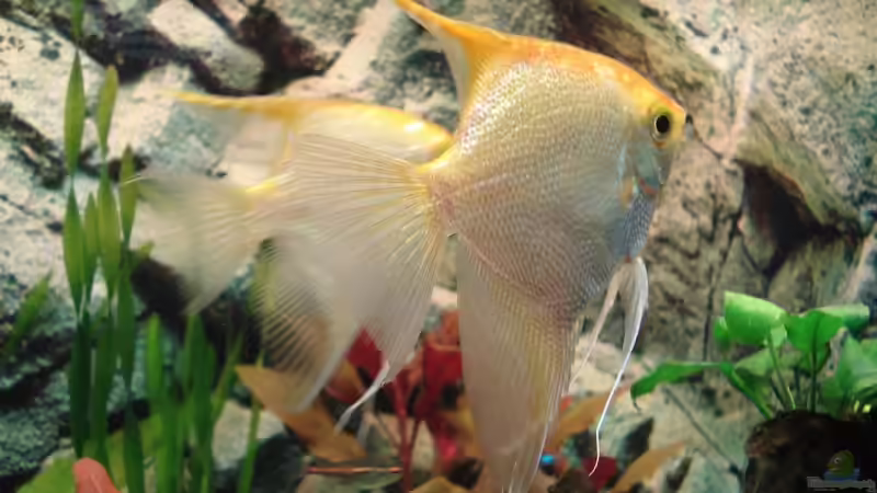 2 meiner 4 Skalare von Fischeblog (8)