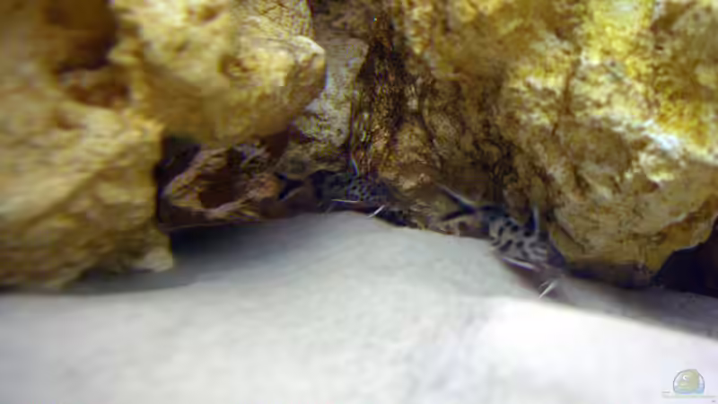 2 meiner 5 Synodontis Petricola von Markus Hütte (24)