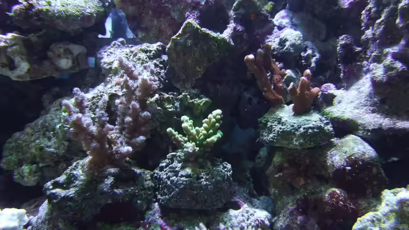 2 meiner acroporas von Sascha Bill (8)