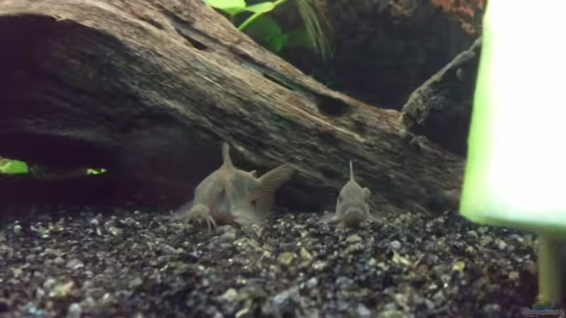 2 meiner Metallpanzerwelse von Pulle (10)