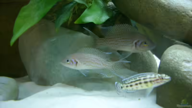 Einrichtungsbeispiele für Aquarien mit Prinzessin von Burundi (Neolamprologus brichardi)