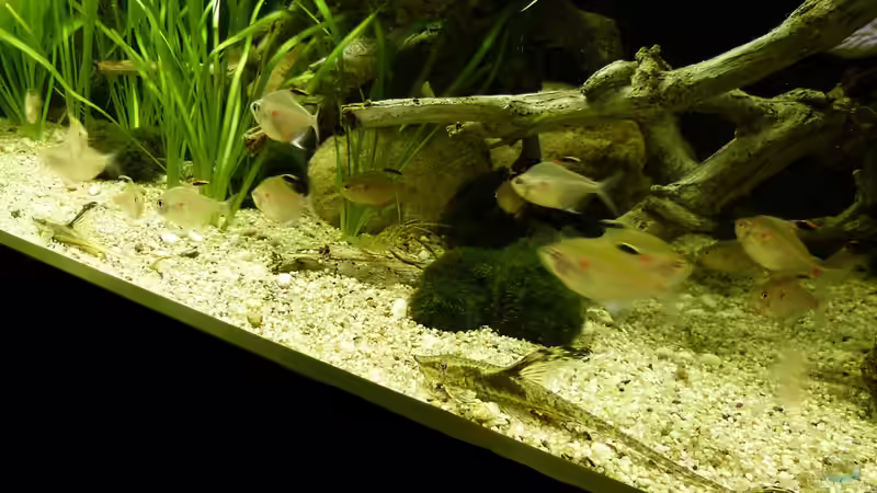 2 meiner Neuen 3er Gruppe Sturisoma aureum 19.07.14 von ~Marco~ (71)