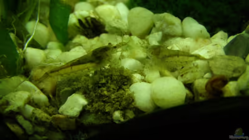 2 mini Amonaos beim Futtern (Stick) von SeLo (20)