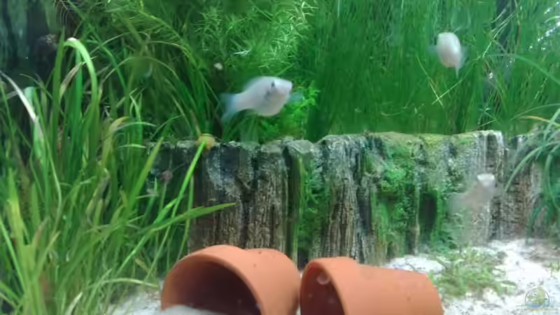 2 molly babys von Mr. Crabs (2)