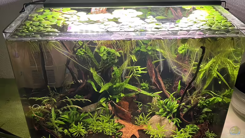 2 Monate alt von Rena (9)