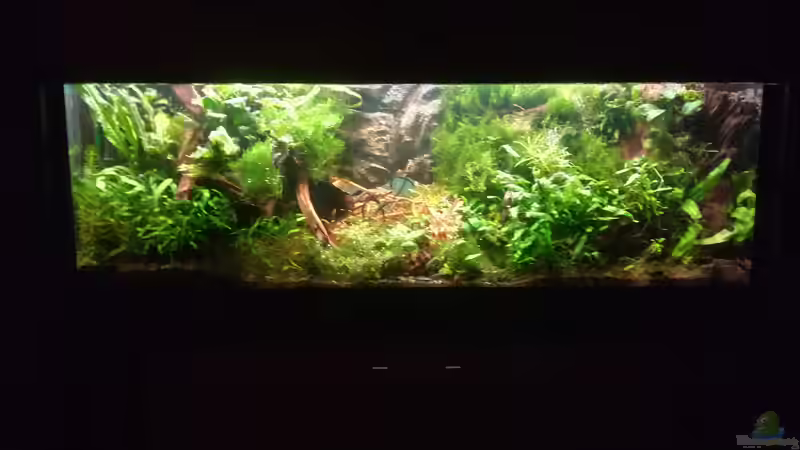 2 Monate nach dem Anfang von Bermuda 3eck (36)