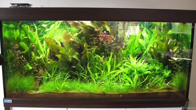 2 Monate nach der Einrichtung - alles entwickelt sich prächtig von Jan16 (16)