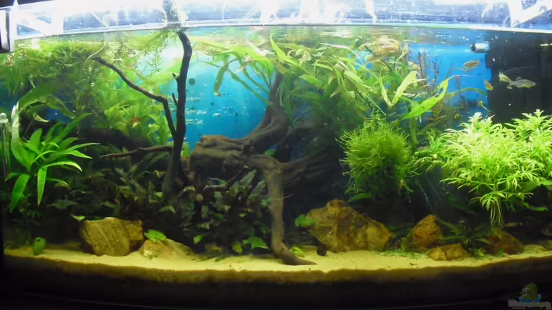 2 Monate nach der Einrichtung von MiCa (6)