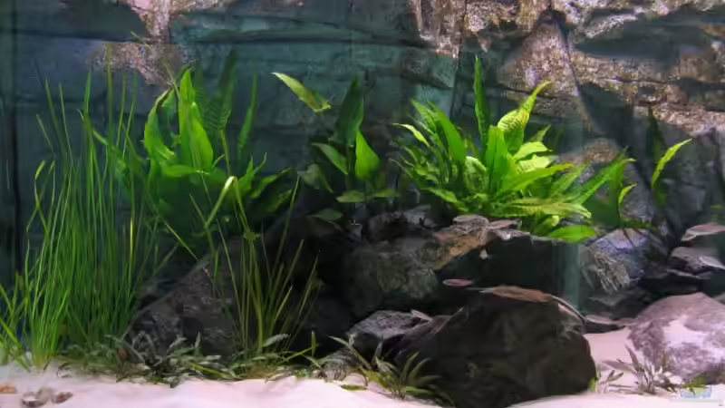 2 Monate nach Neueinrichtung von Artur Schumacher (6)