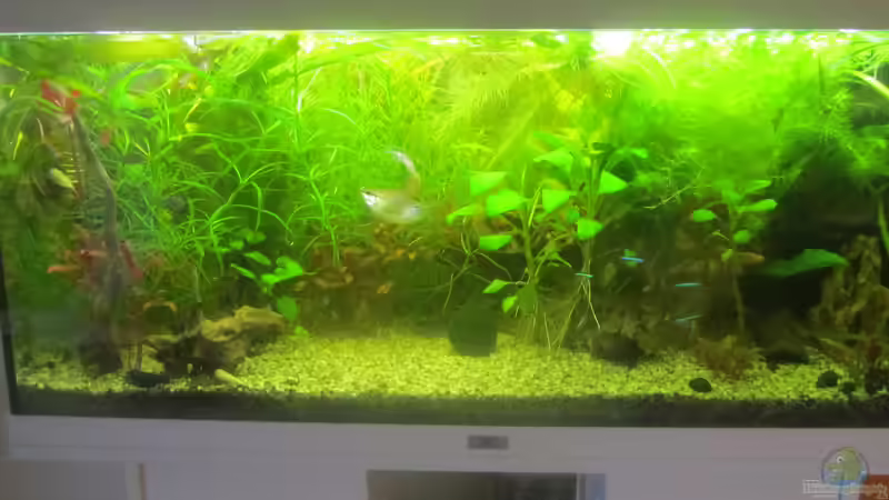 2 Monate nach Umgestaltung  von Mofafi-Liebhaber (1)