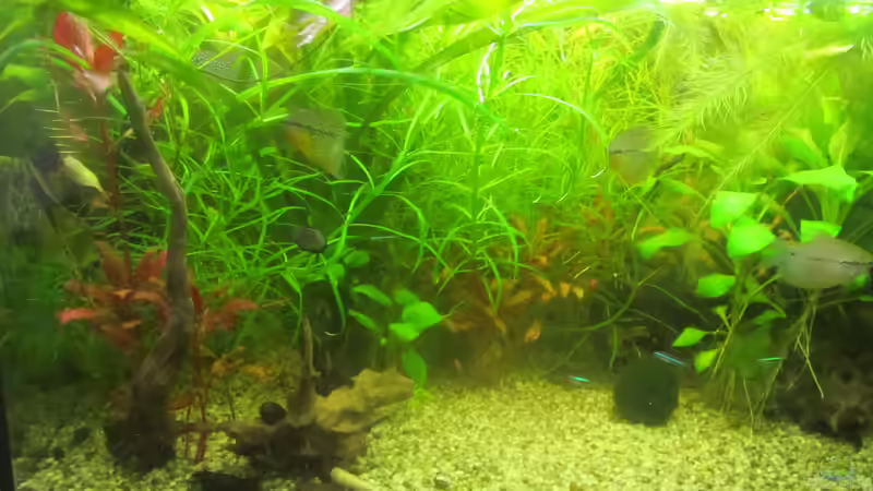 2 Monate nach Umgestaltung  von Mofafi-Liebhaber (2)