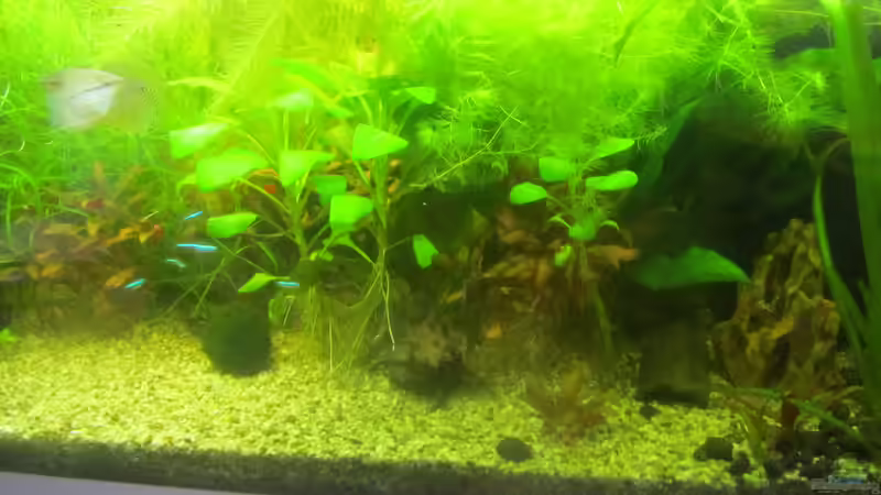 2 Monate nach Umgestaltung  von Mofafi-Liebhaber (3)