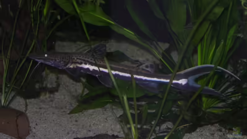 2 Monate später, und schon die Hosen voll? von dornwels (25)