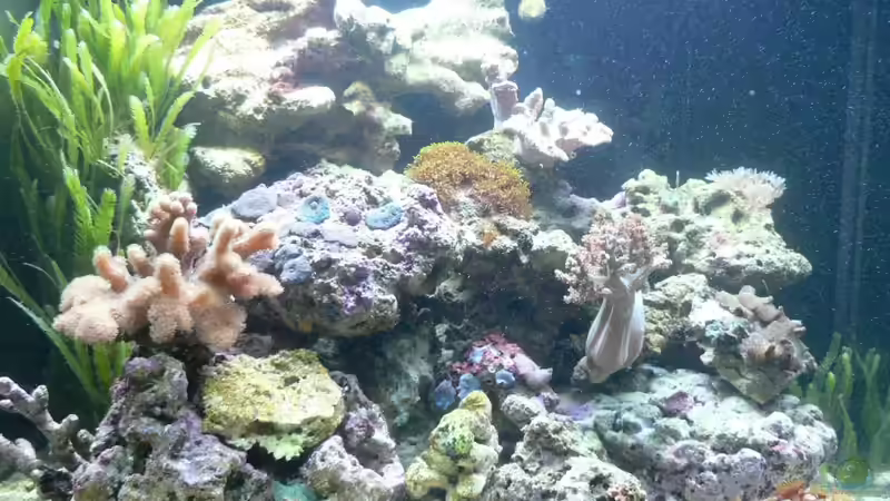 2 Monate später von Zapfenmanderl (2)