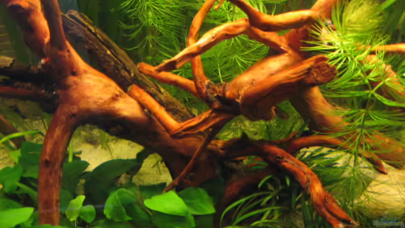 2 Moorwurzeln von Gerd Zimmermann (12)