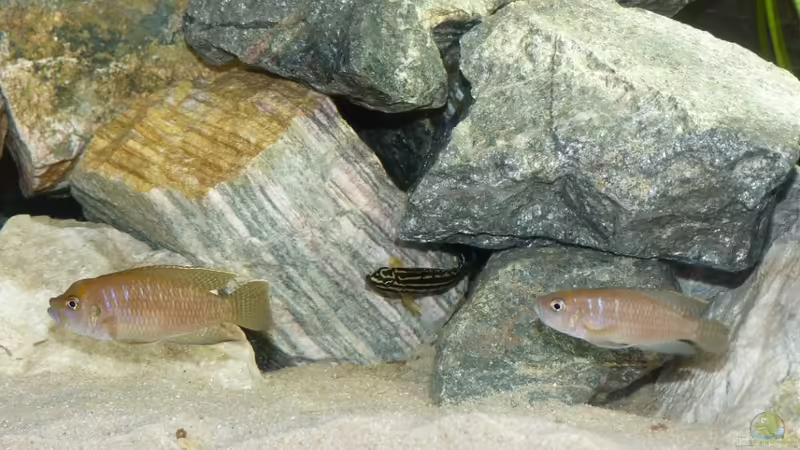 2 Neolamprologus brevis Männchen von René L. (17)